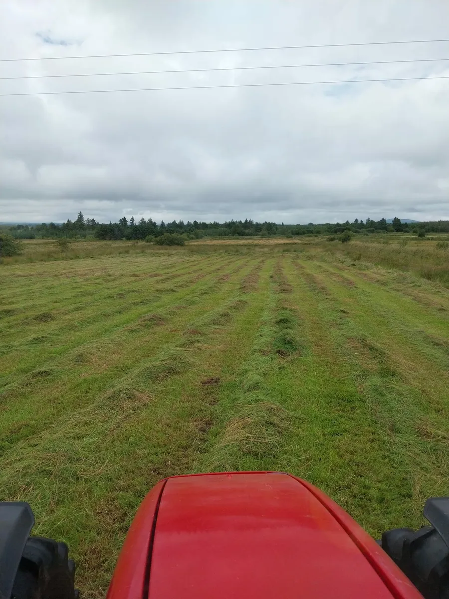 Organic Hay - Image 3