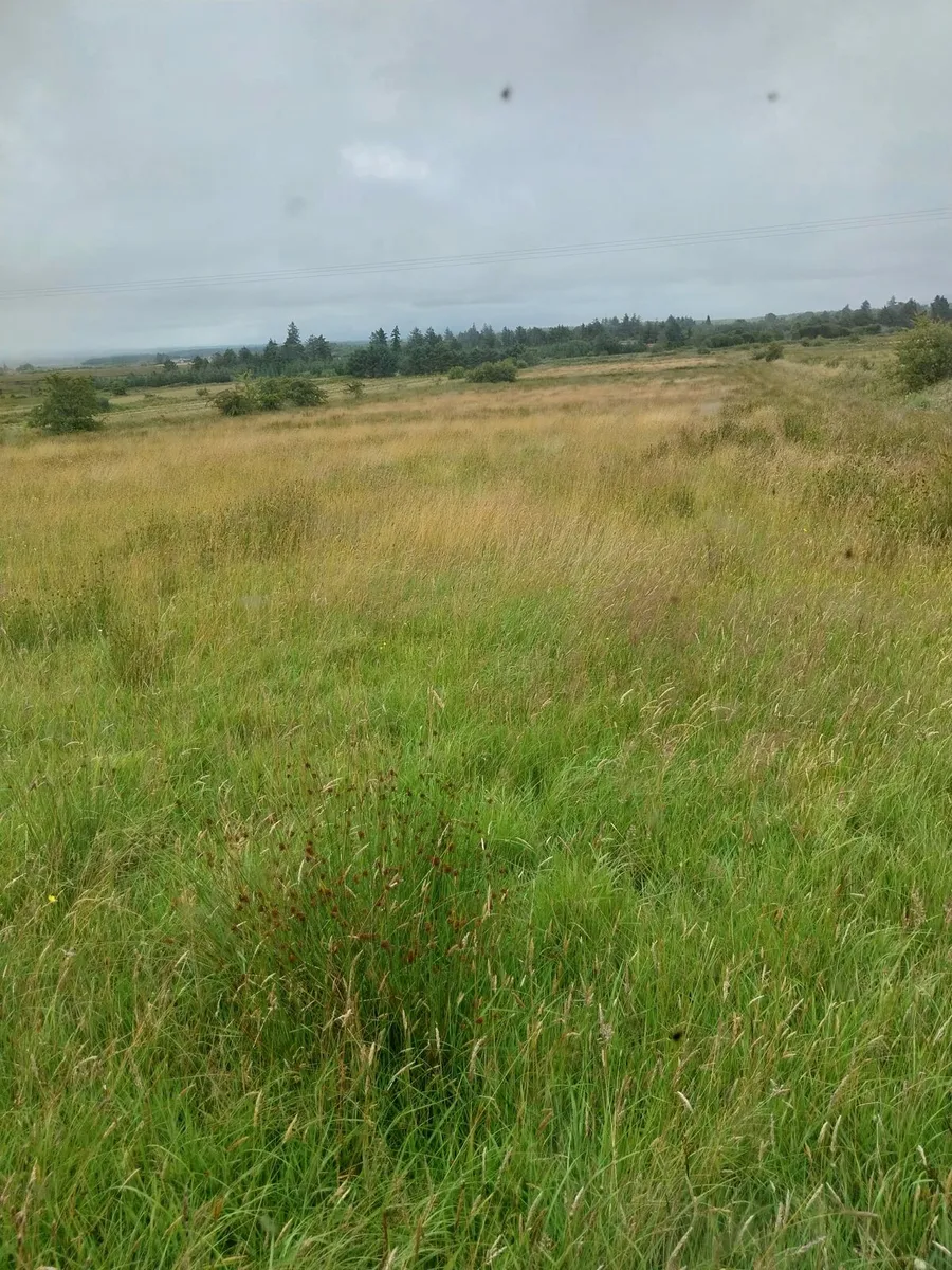 Organic Hay - Image 4