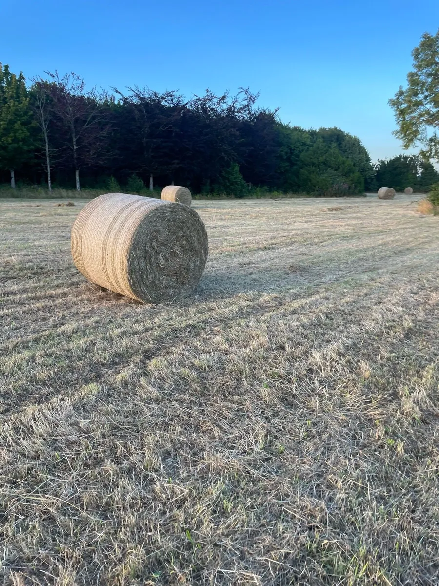 Hay - Image 1