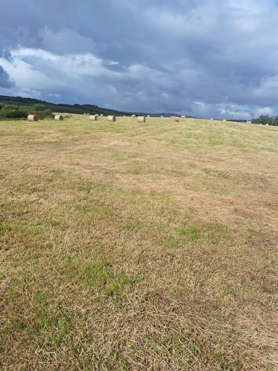 Hay - Image 1