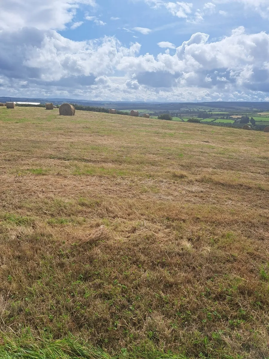 Hay - Image 2