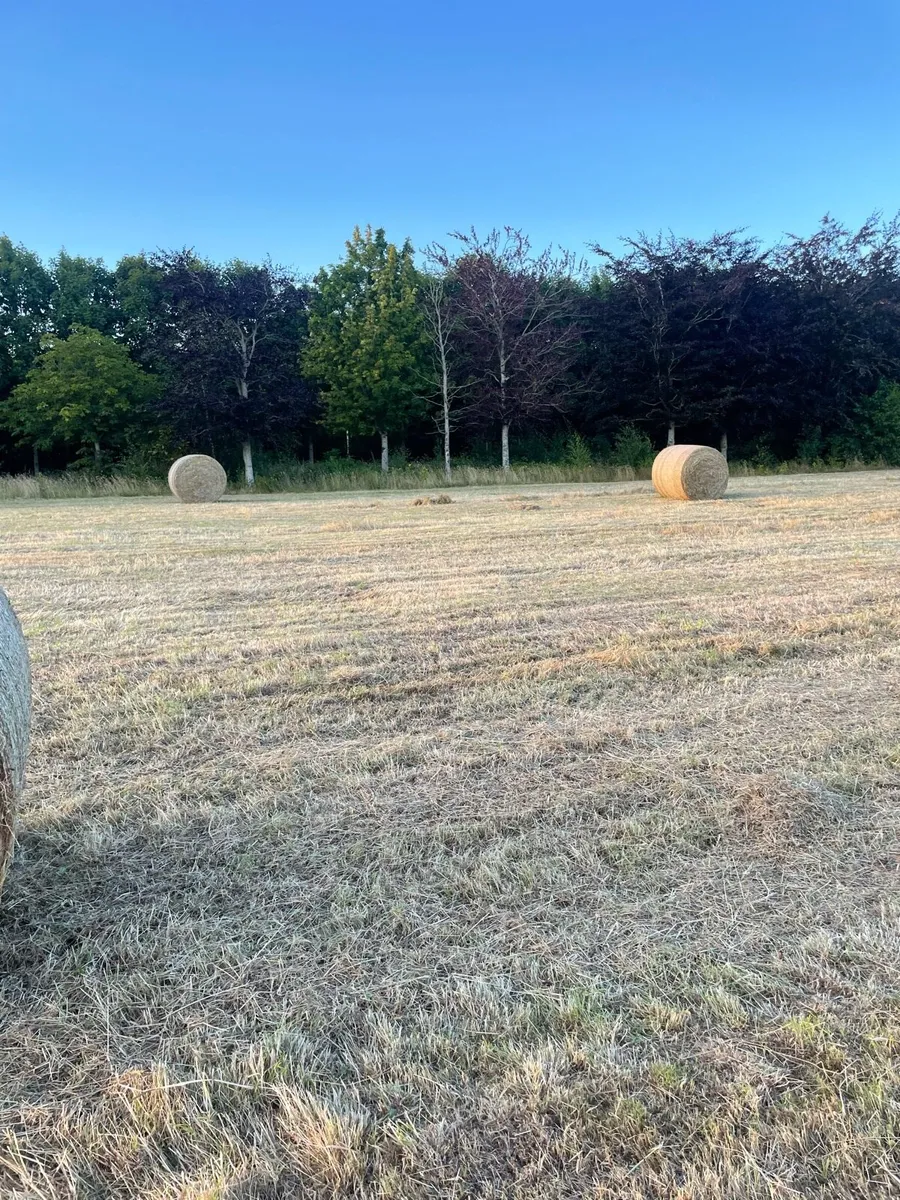 Hay - Image 2