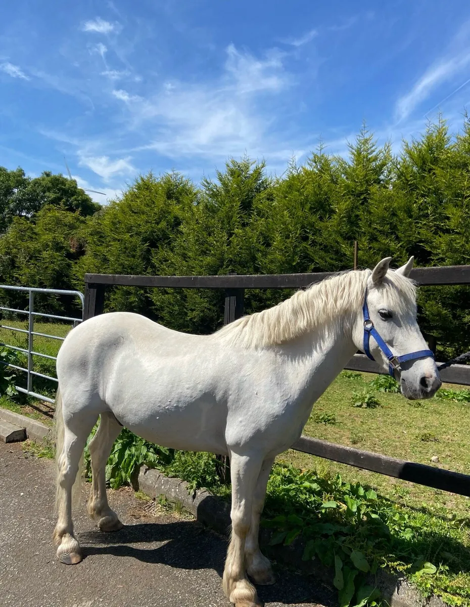 ✨13hh 13YO Gelding ✨ - Image 1