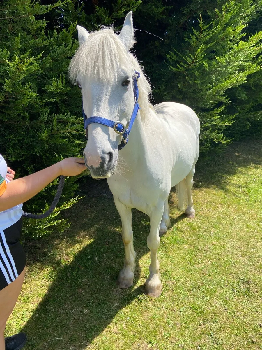 ✨13hh 13YO Gelding ✨ - Image 2