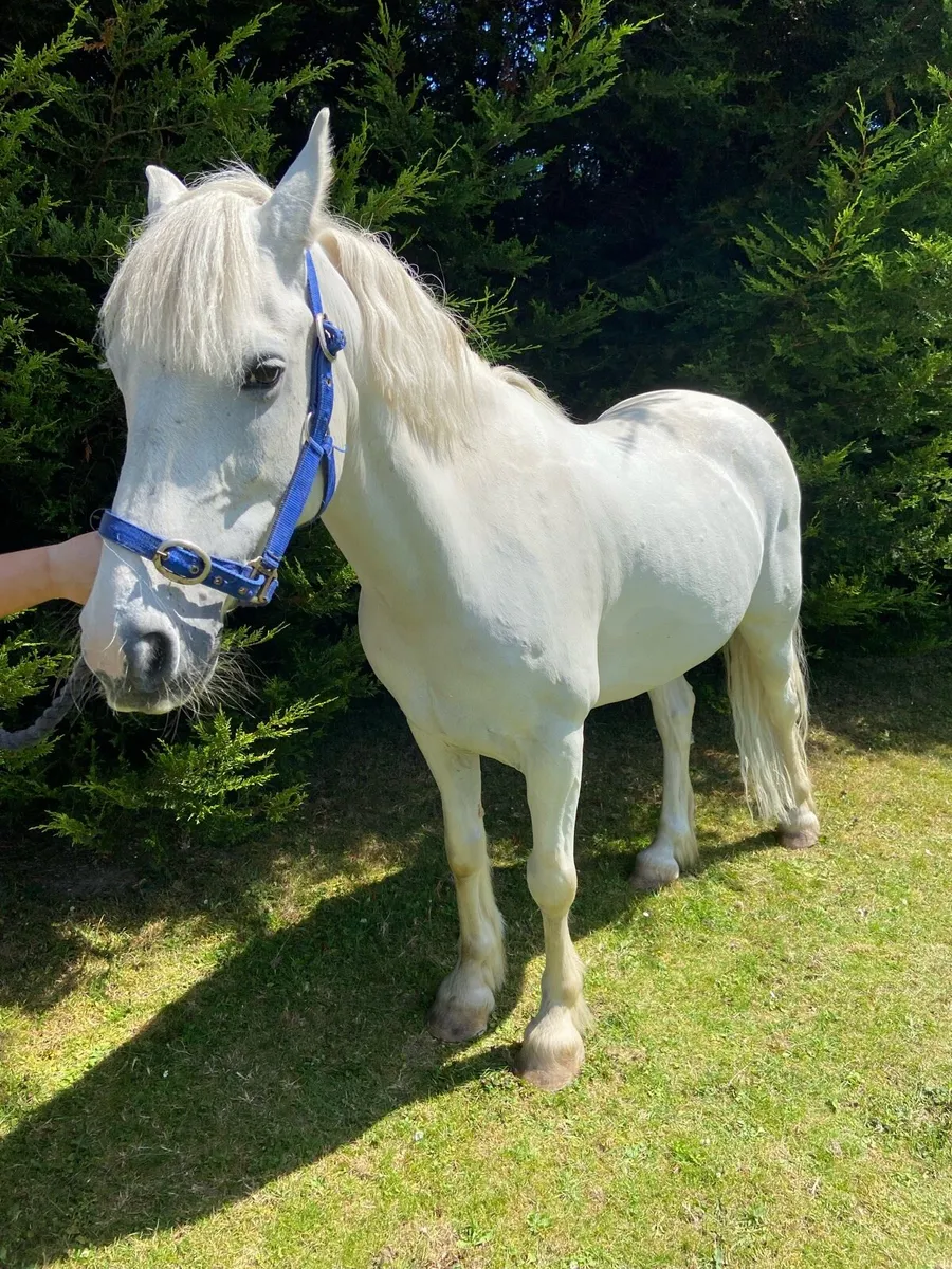 ✨13hh 13YO Gelding ✨ - Image 3