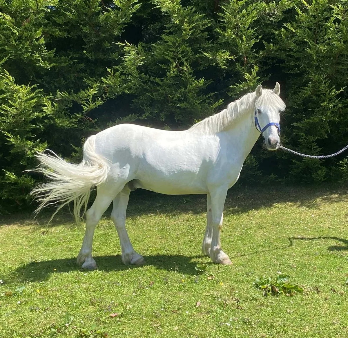 ✨13hh 13YO Gelding ✨ - Image 4