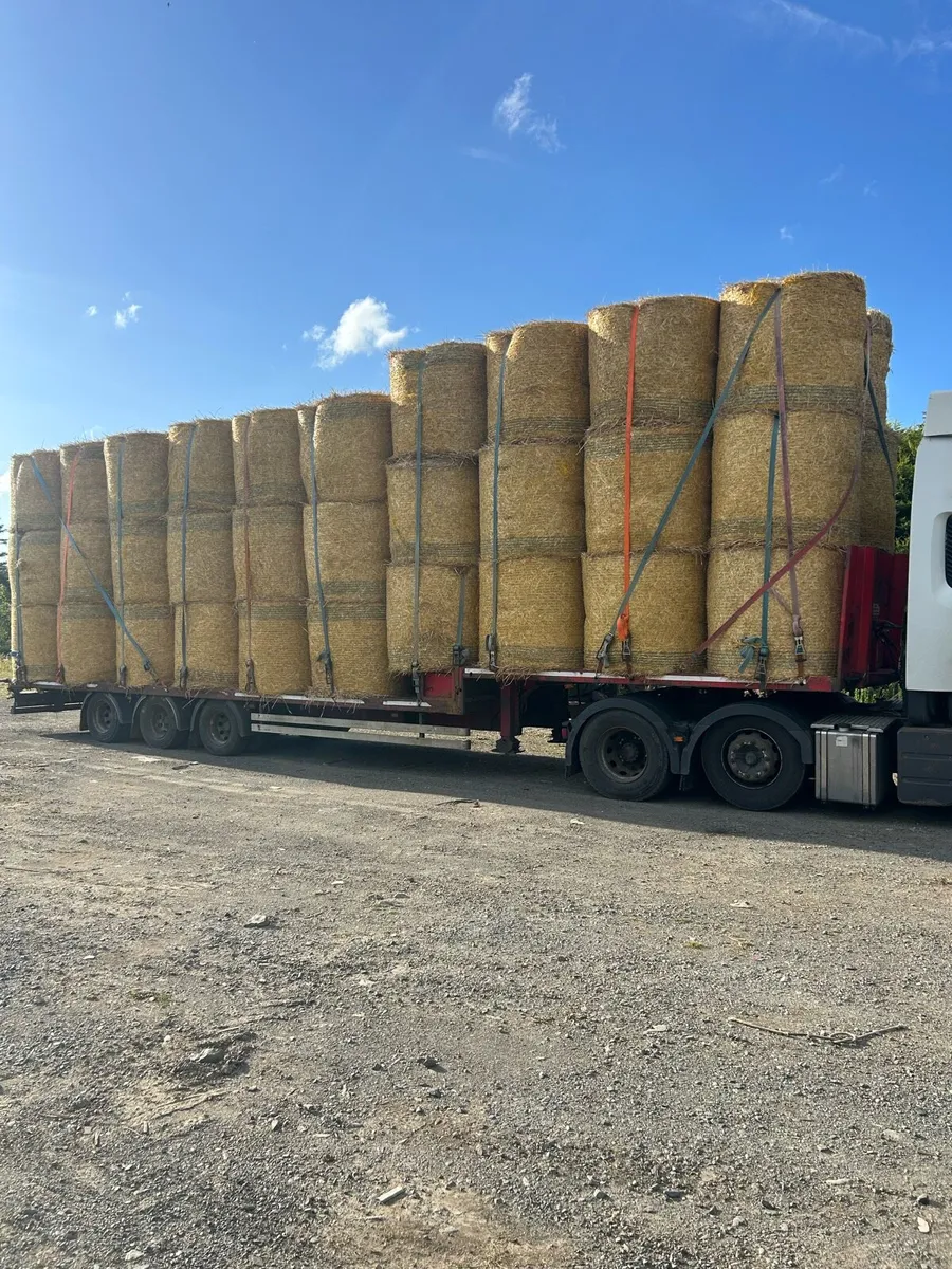 Round bales of barley straw - Image 1