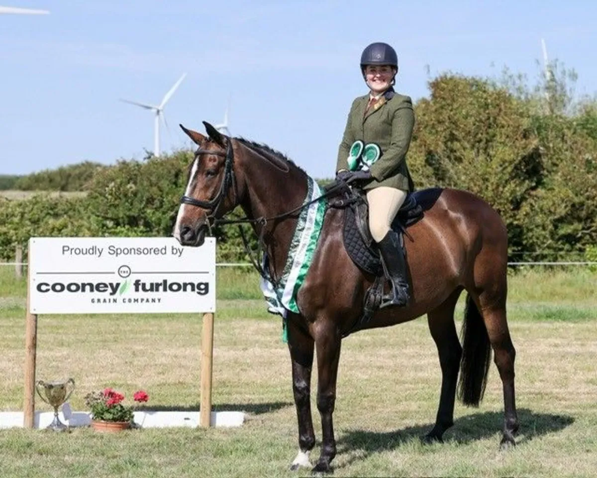Super 16.2 Mare with a track record of Success - Image 1