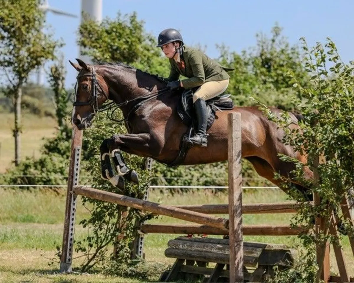 Super 16.2 Mare with a track record of Success - Image 2