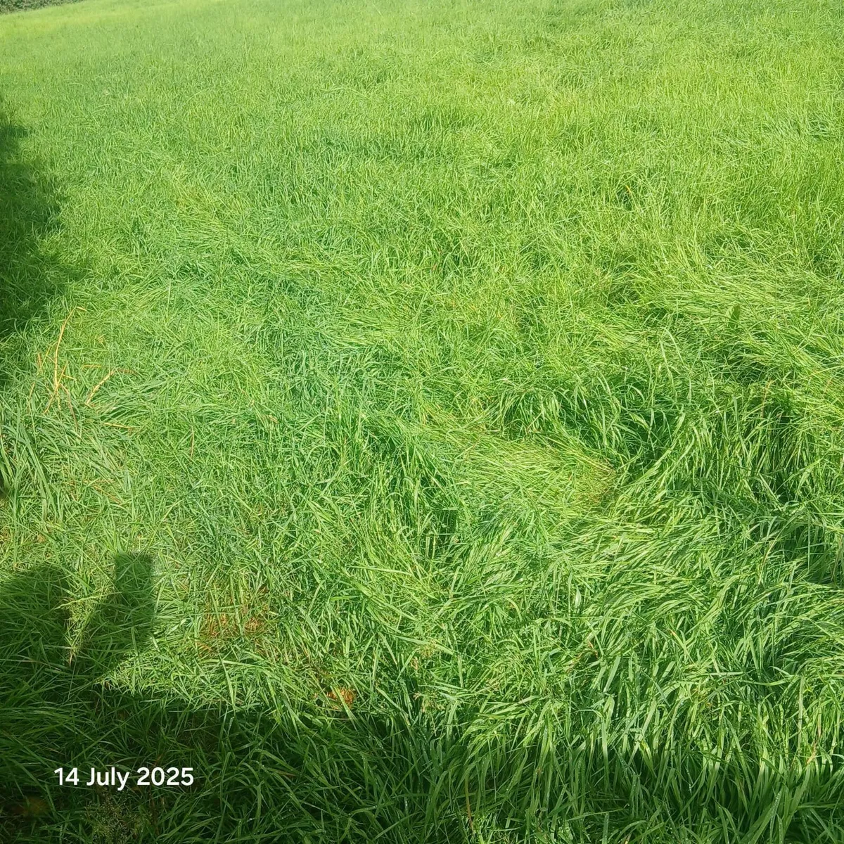 Good quality silage for sale