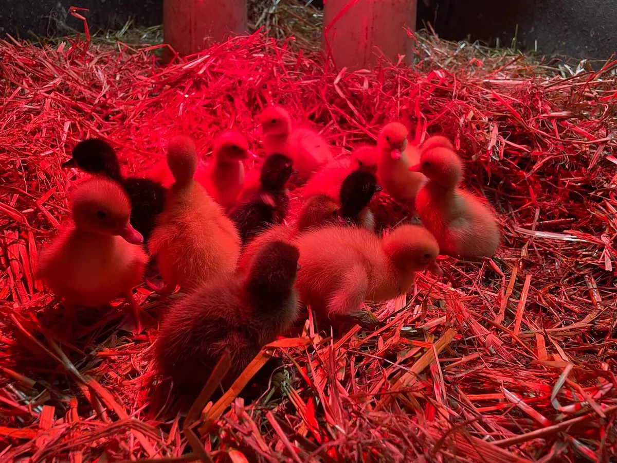 Ducklings