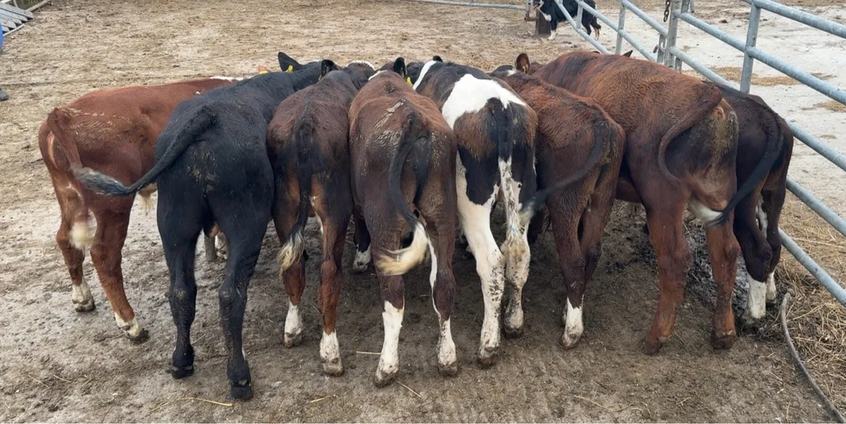 Super selection of reared bull calves - Image 1