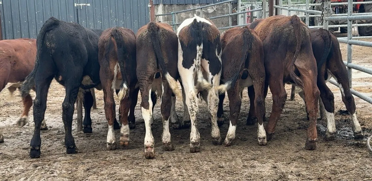Super selection of reared bull calves - Image 2