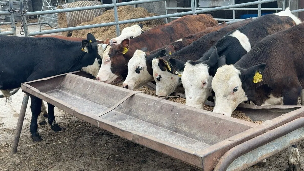Super selection of reared bull calves - Image 3