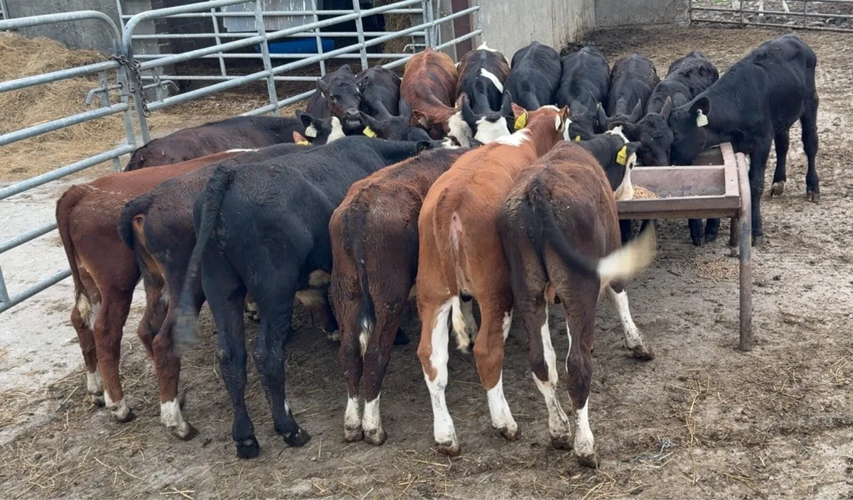 Super selection of reared bull calves - Image 4