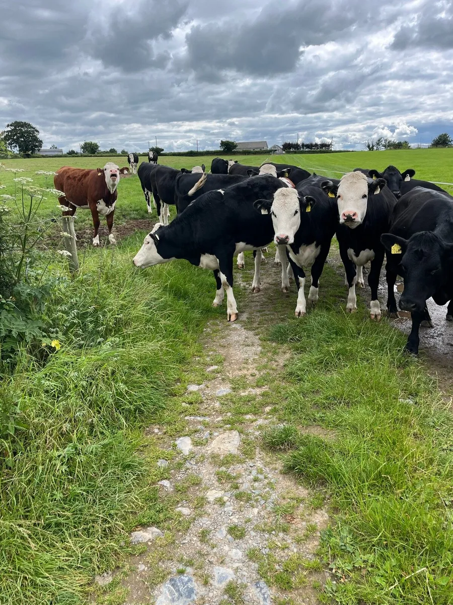 17 angus and Hereford heifers - Image 1