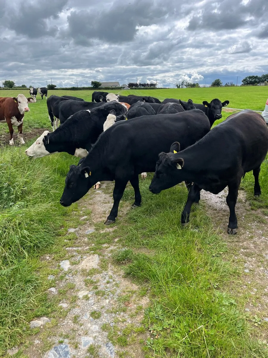 17 angus and Hereford heifers - Image 2