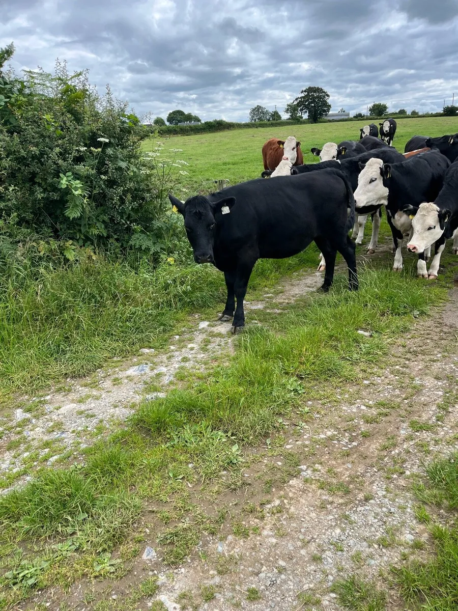 17 angus and Hereford heifers - Image 3