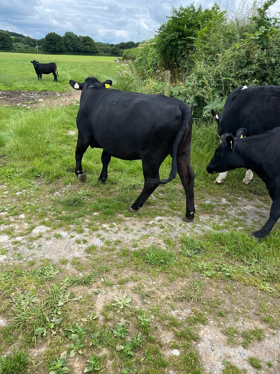 17 angus and Hereford heifers - Image 4