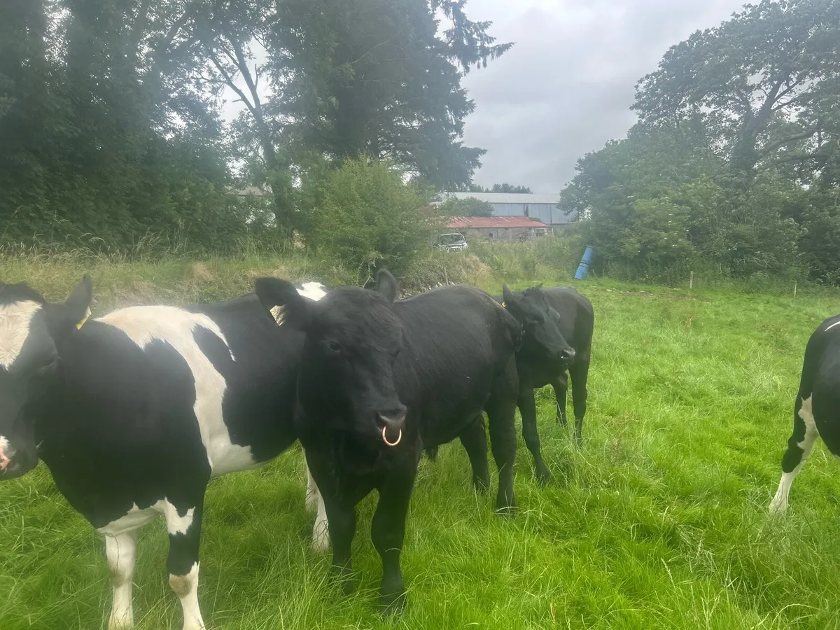Pedigree Angus bull - Image 2