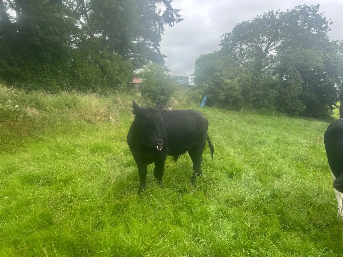 Pedigree Angus bull - Image 3