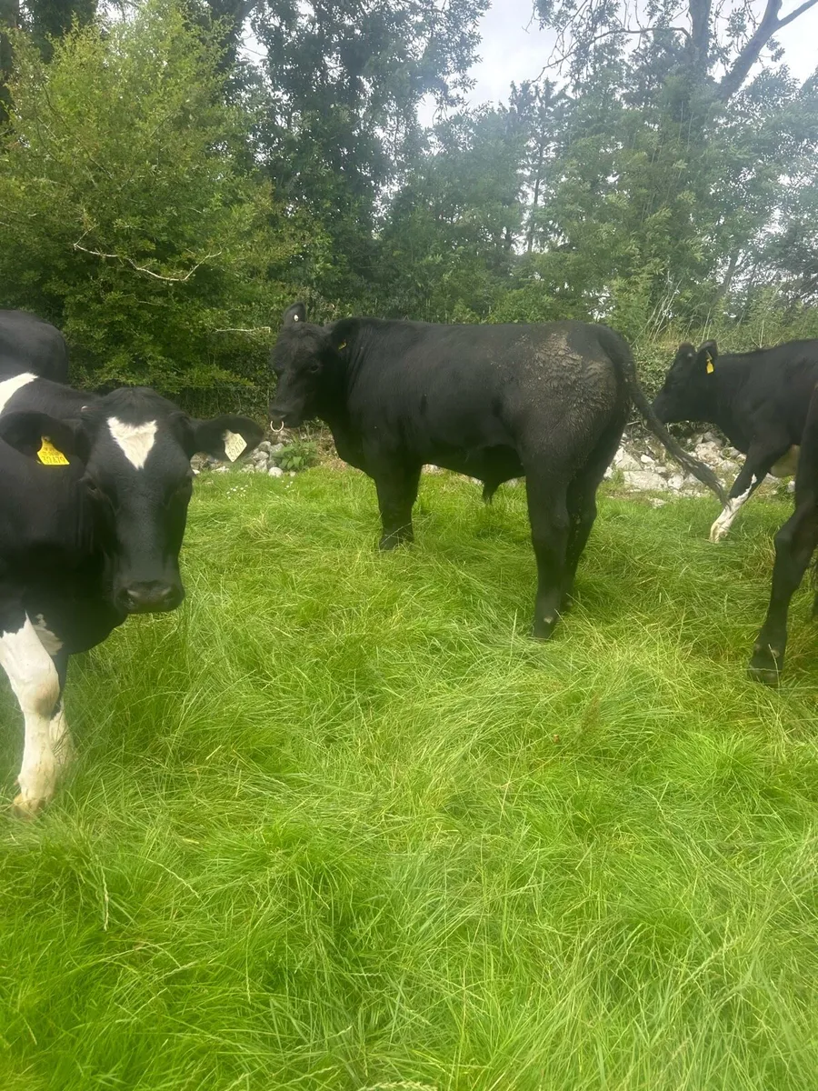 Pedigree Angus bull - Image 4