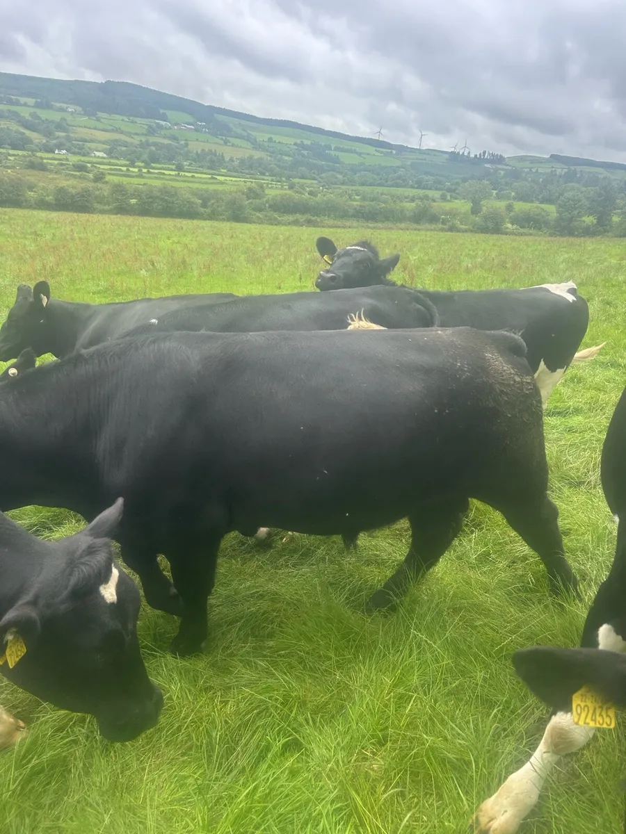 Pedigree Angus bull - Image 1