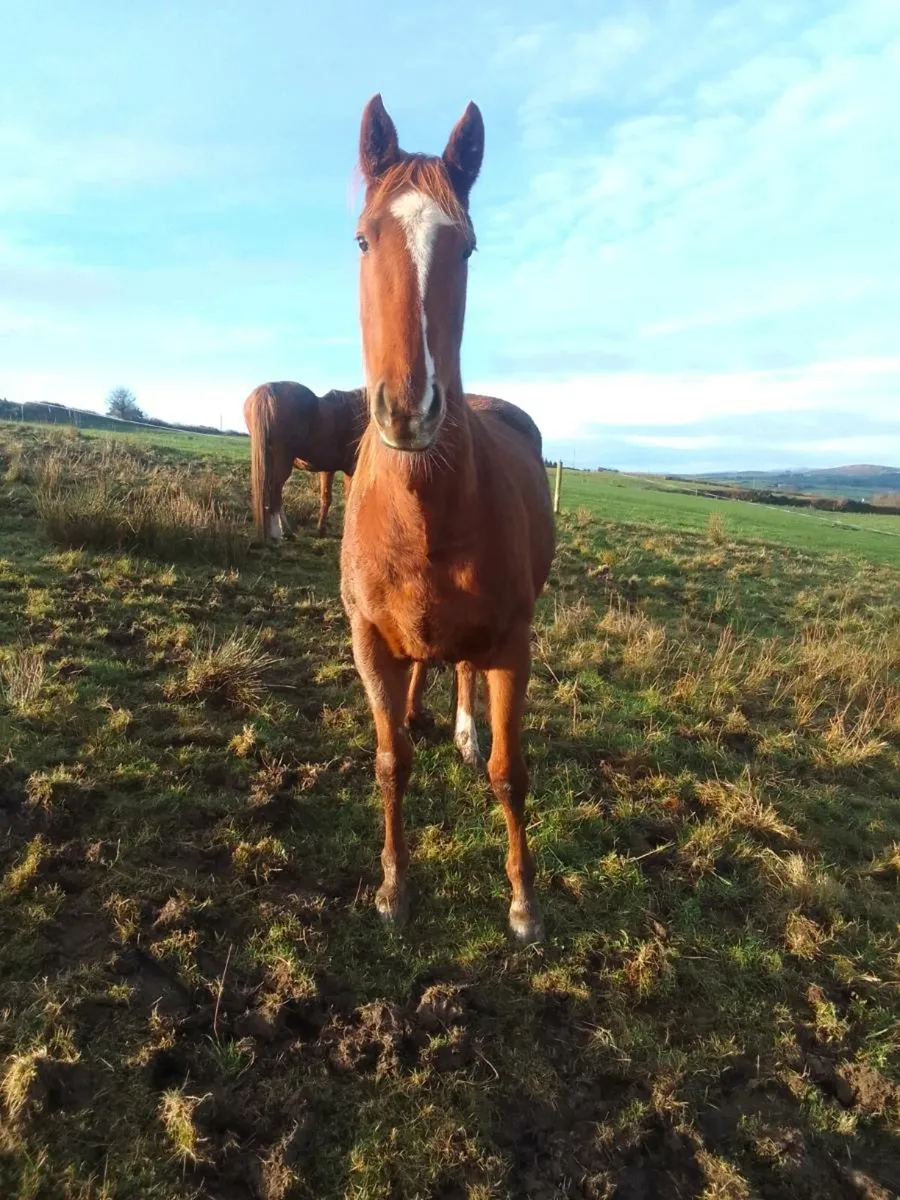 Horse - Image 1