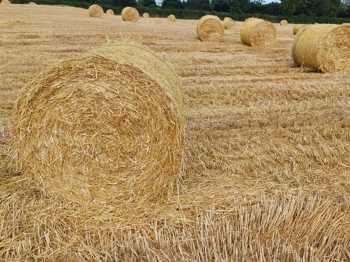 Barley Straw 4 x 4 Round - Image 3