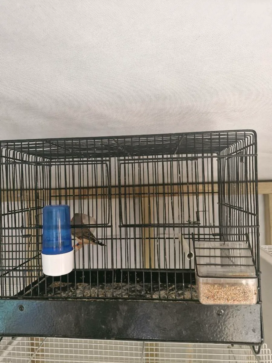 Zebra finch - Image 1