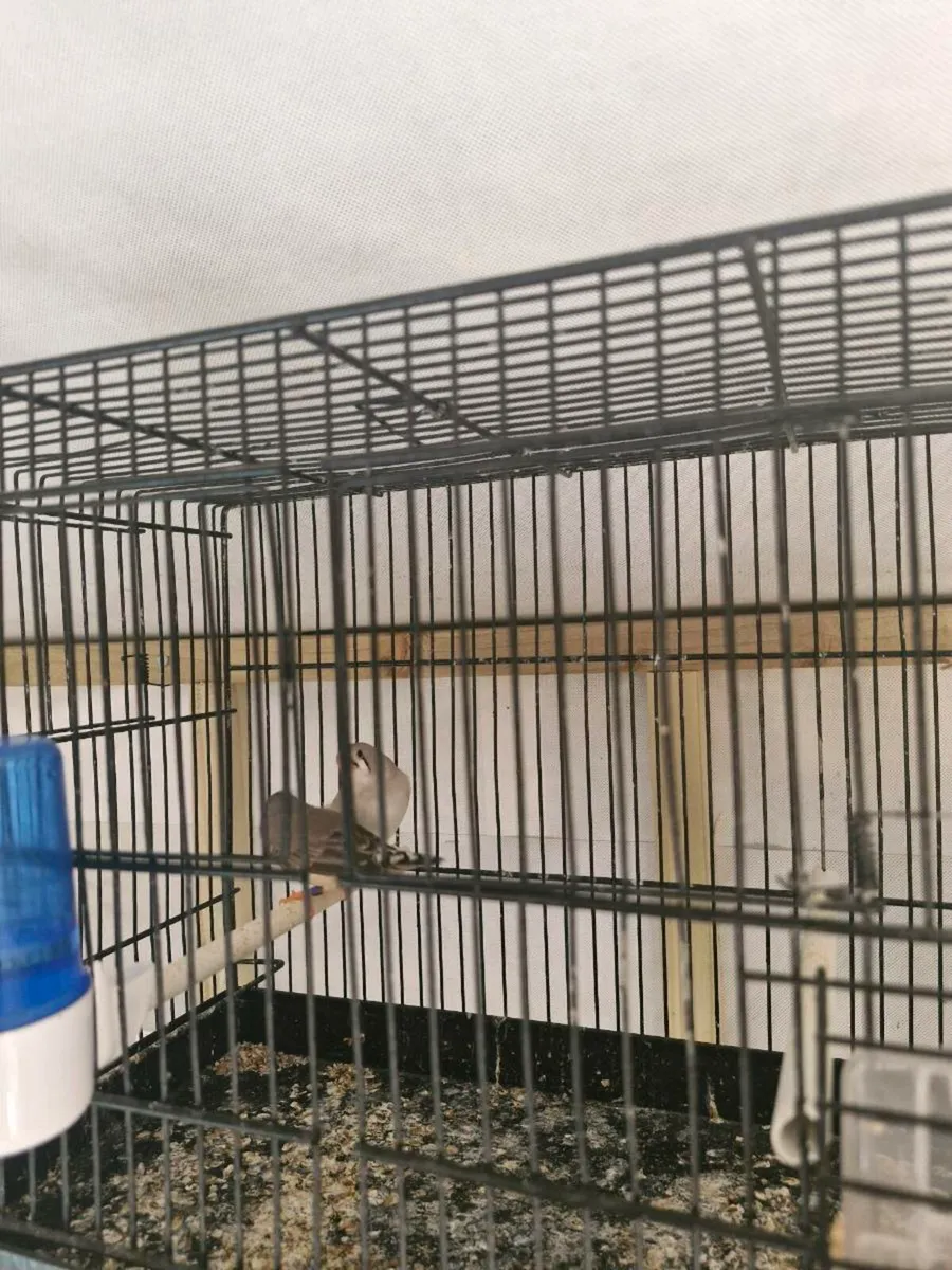 Zebra finch - Image 2