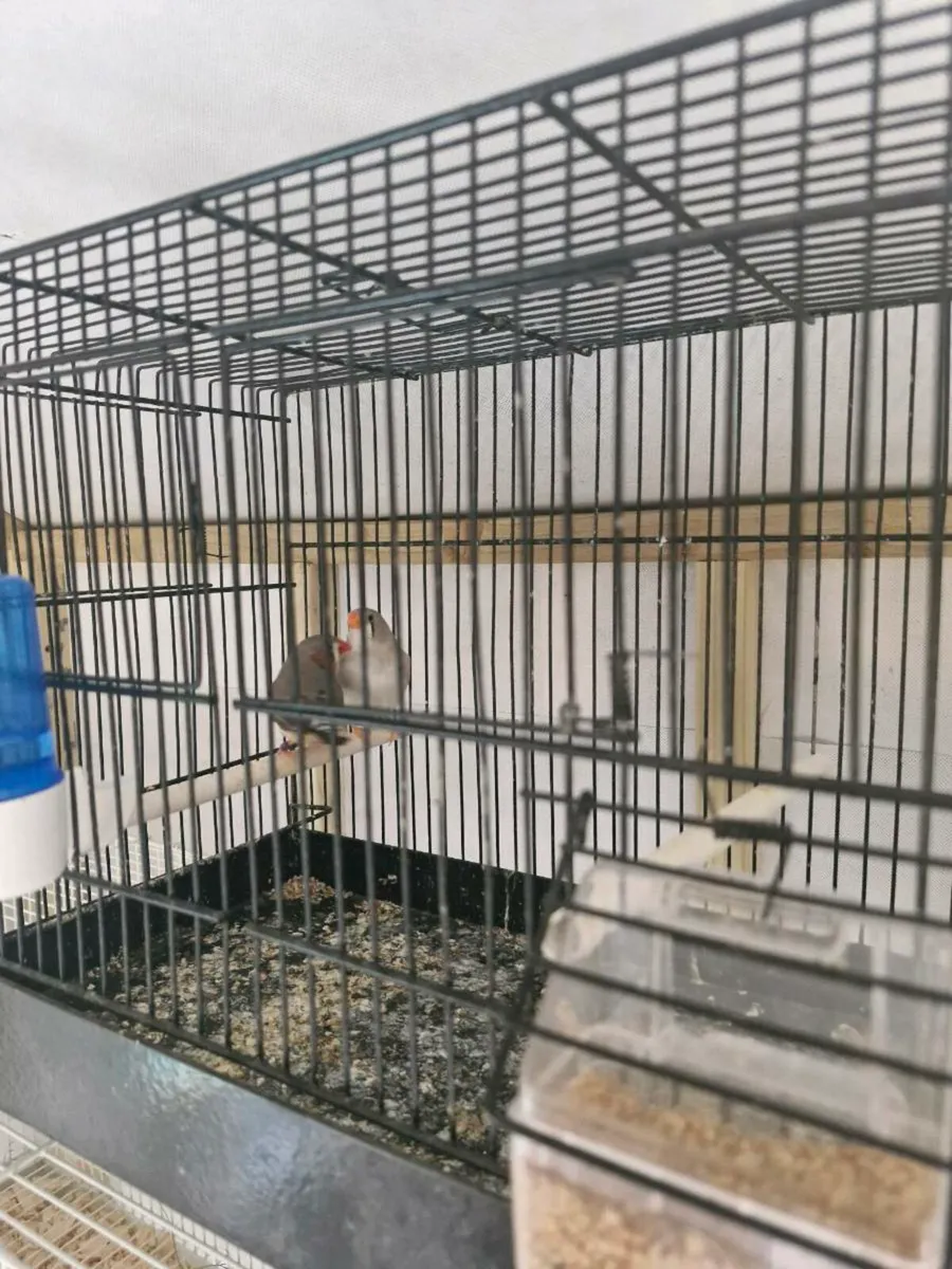 Zebra finch - Image 3