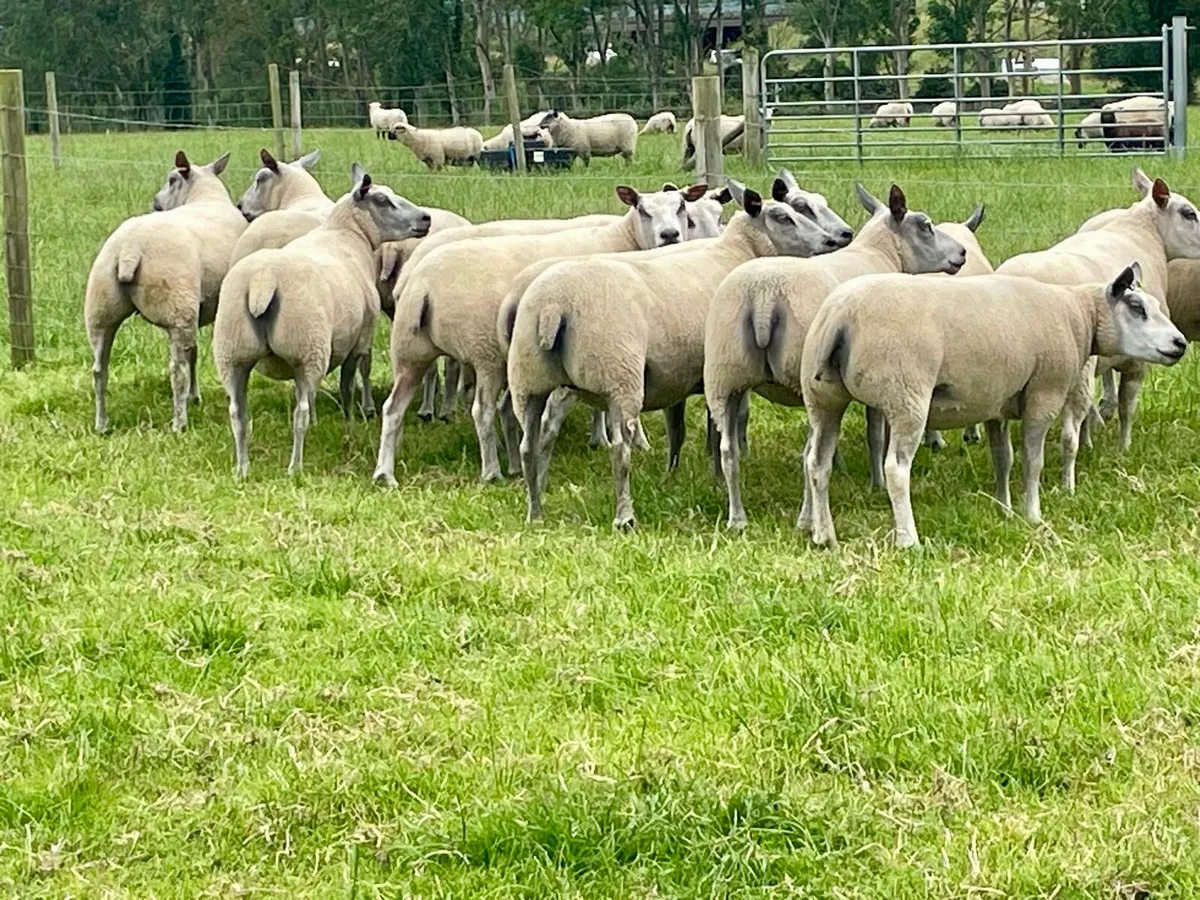 Bleu du Maine / Millennium Bleu Sheep - Image 2