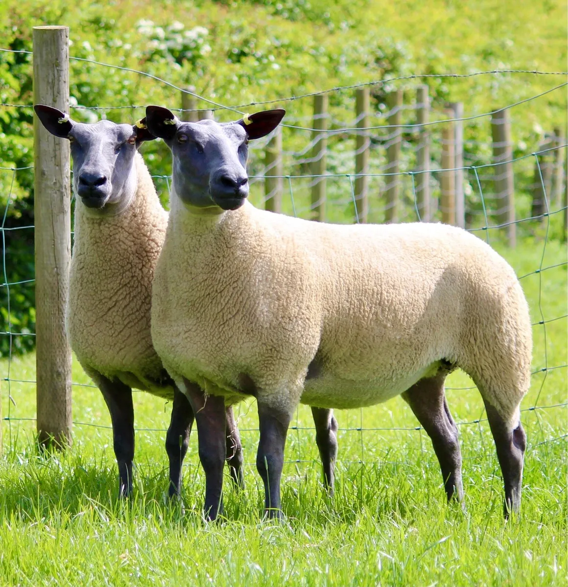 Bleu du Maine / Millennium Bleu Sheep - Image 1