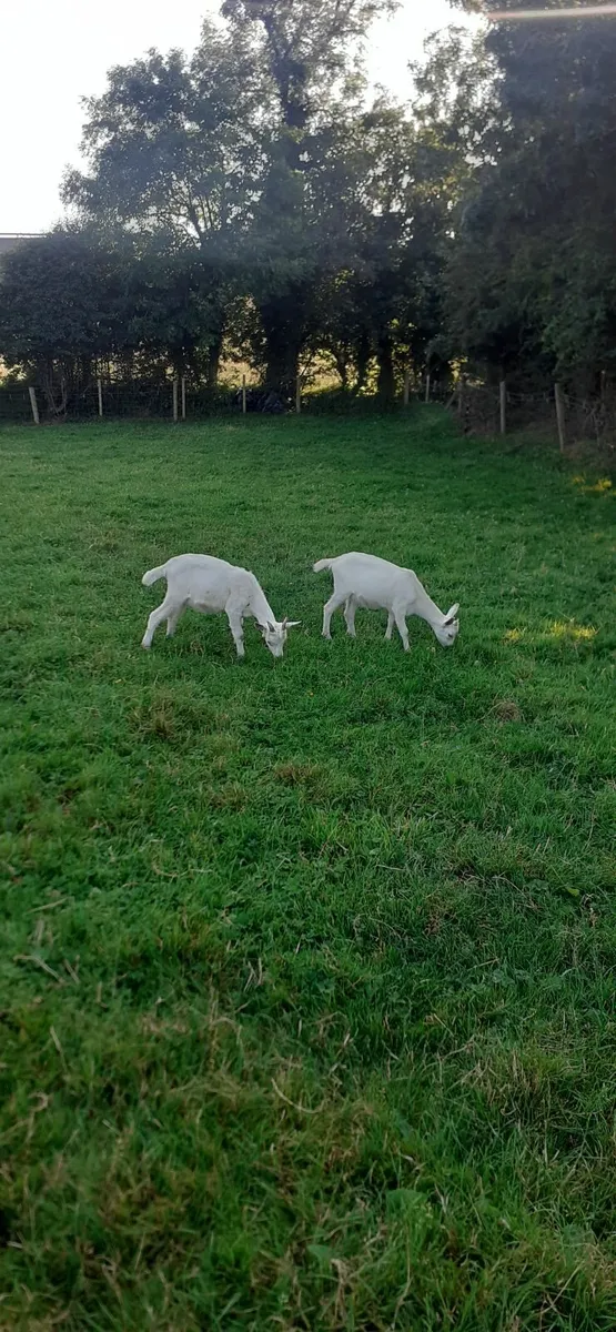 Goats - Image 1
