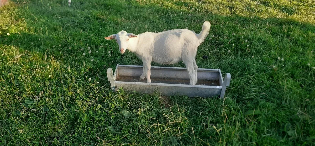 Goats - Image 2