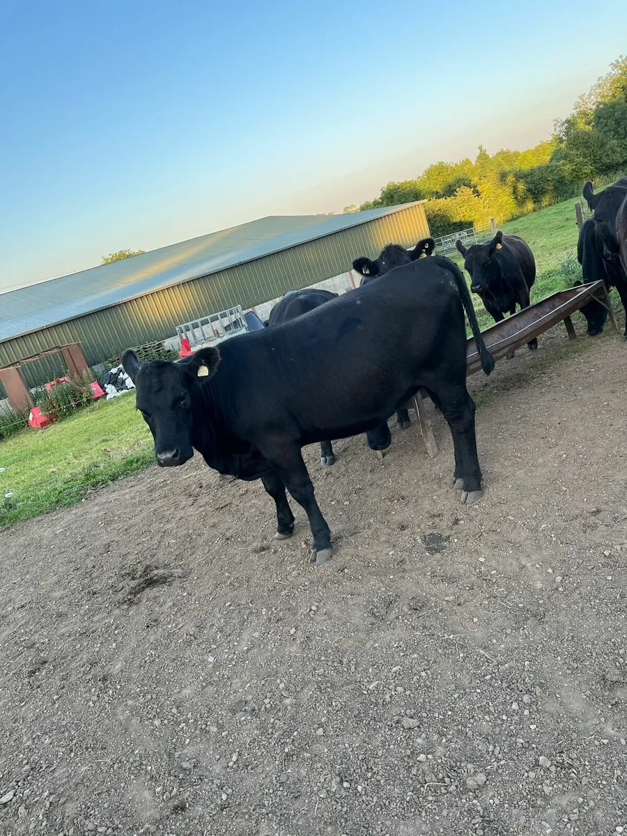 Pedigree Angus heifers - Image 2