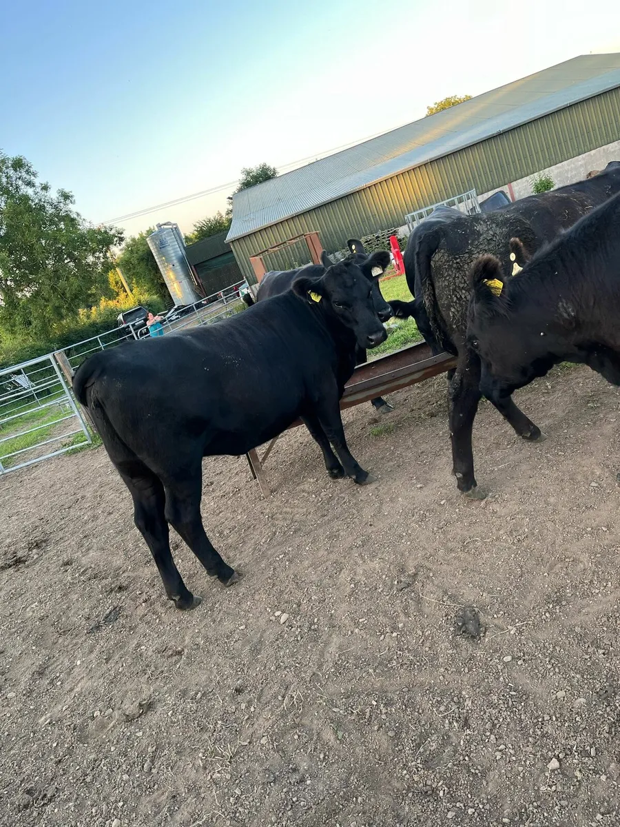 Pedigree Angus heifers - Image 3