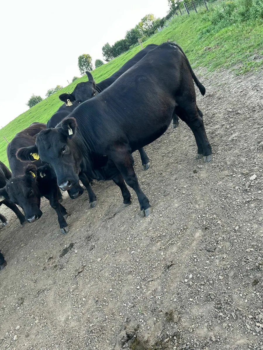 Pedigree Angus heifers - Image 1