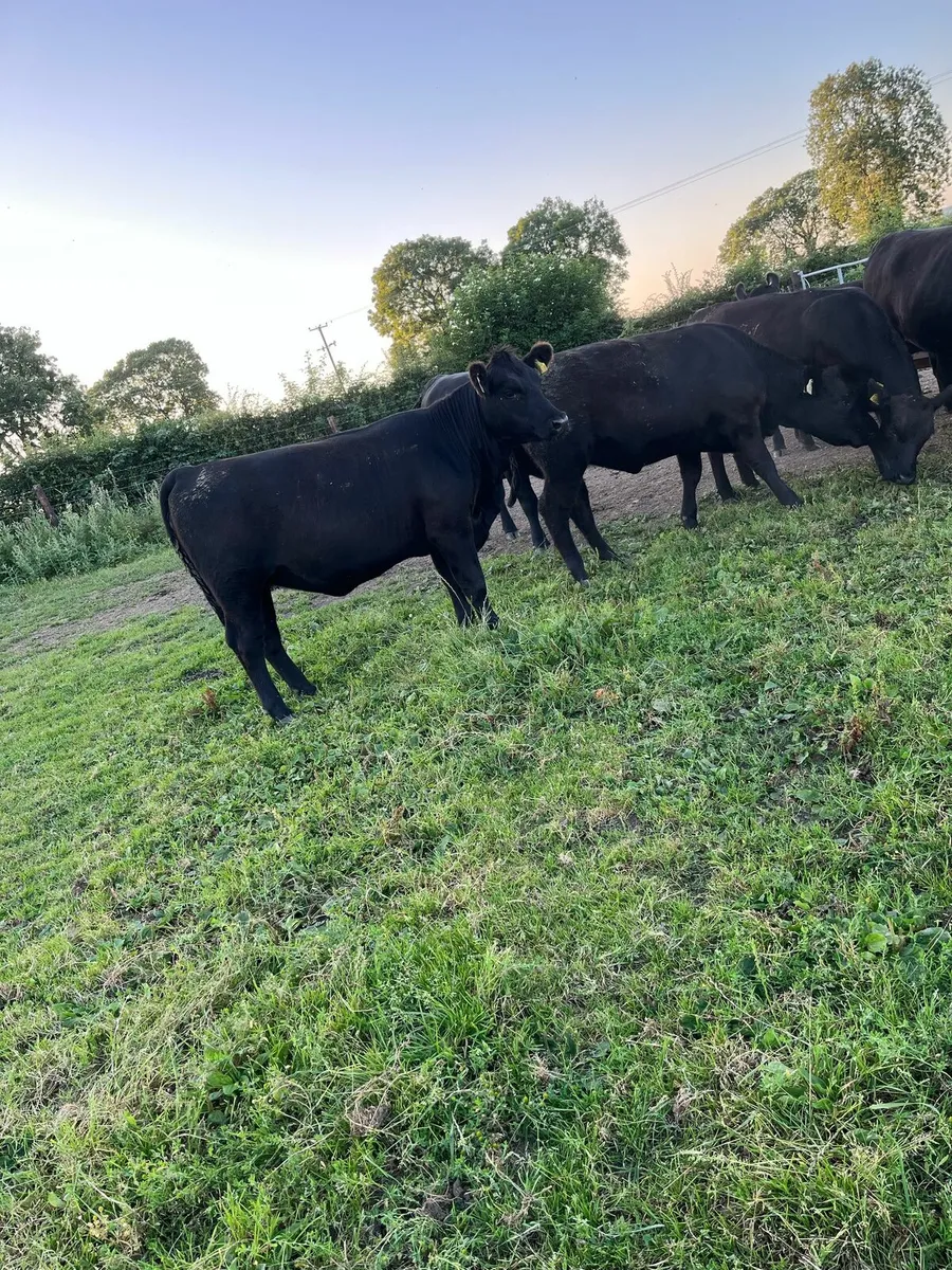 Pedigree Angus heifers - Image 4