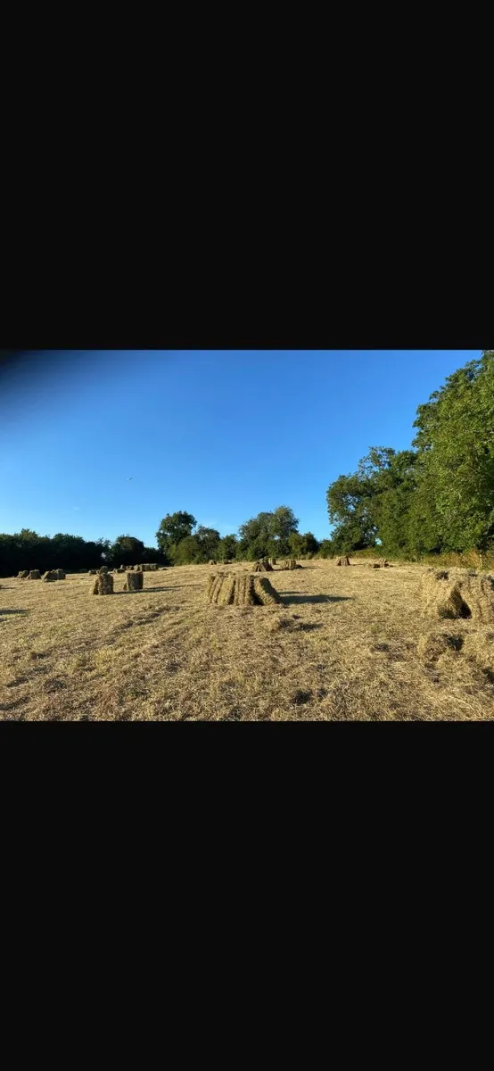Hay - Image 1