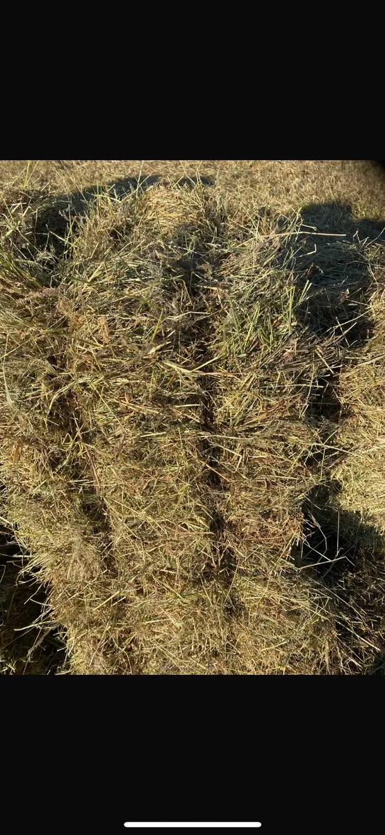 Hay - Image 2