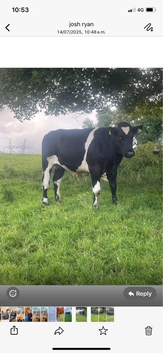 3 organic AAX bullocks - Image 1