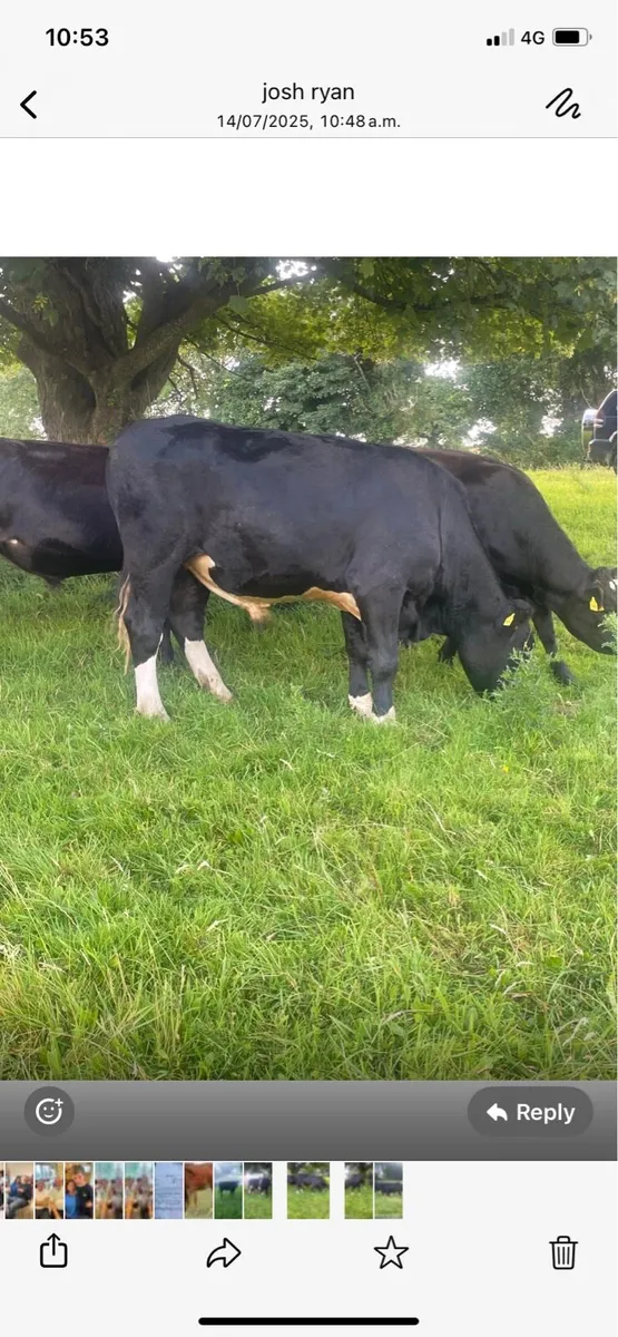 3 organic AAX bullocks - Image 2