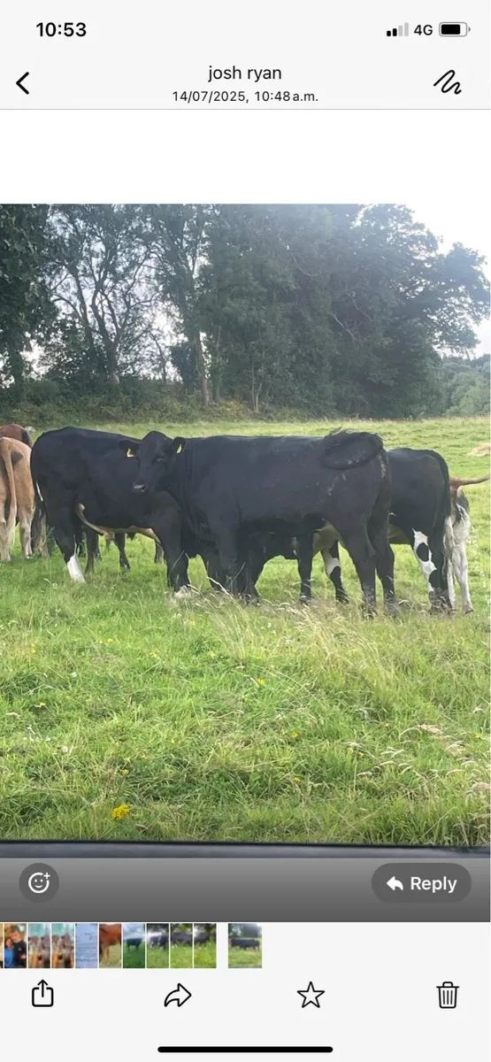 3 organic AAX bullocks - Image 3