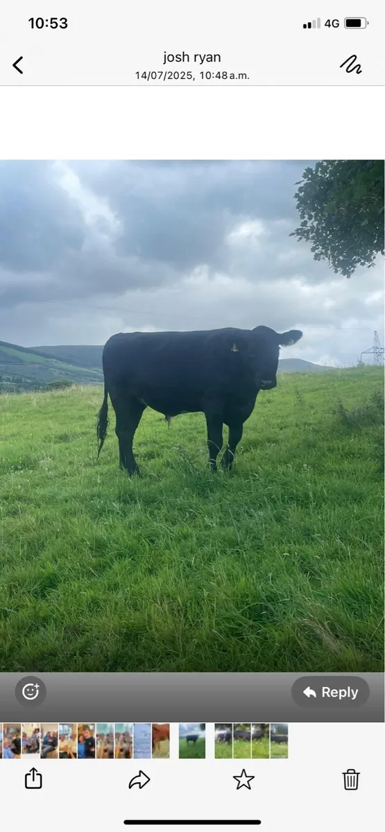 3 organic AAX bullocks - Image 4