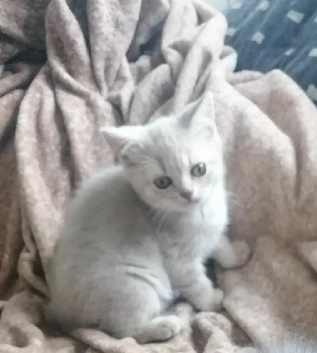 Beautiful British Shorthair Kittens - Image 1