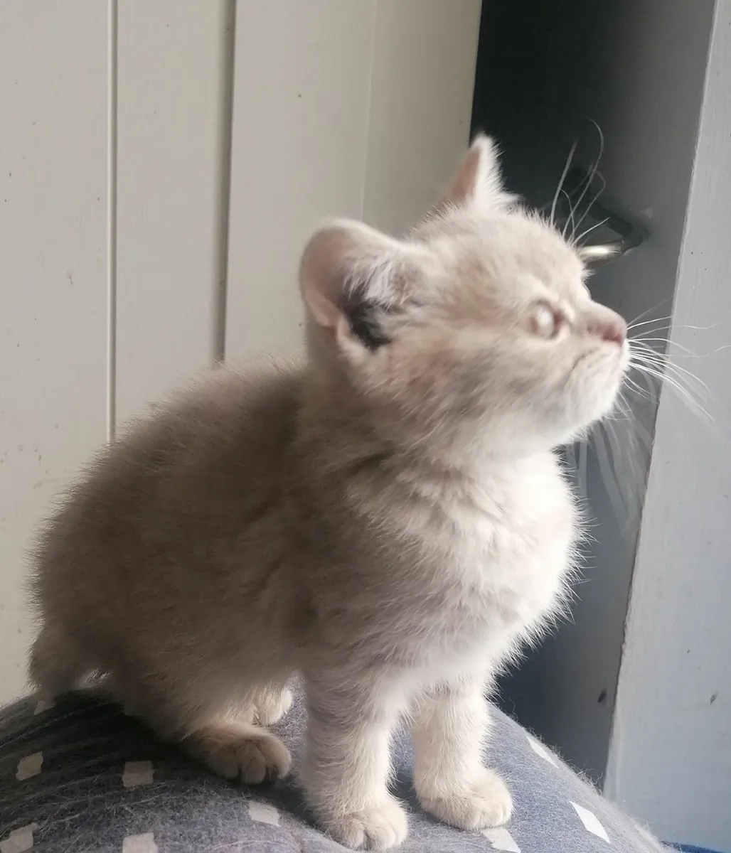 Beautiful British Shorthair Kittens - Image 2