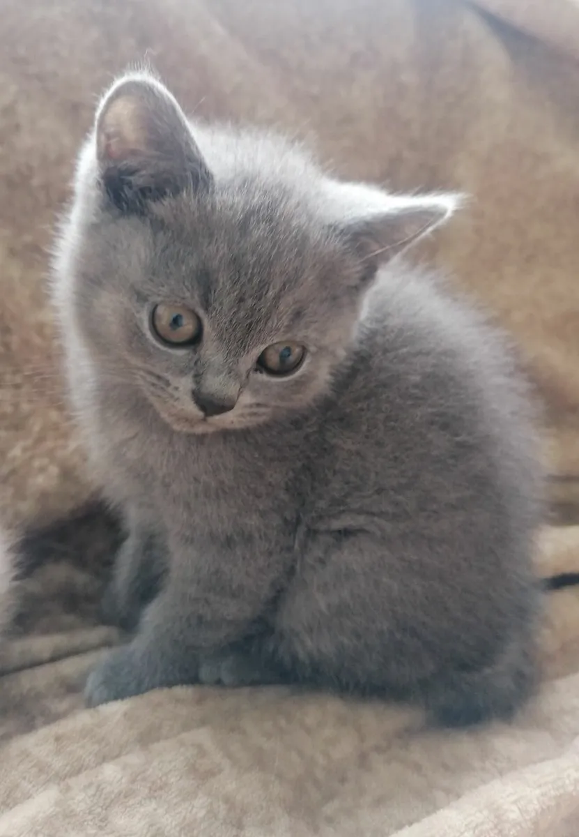 Beautiful British Shorthair Kittens - Image 3