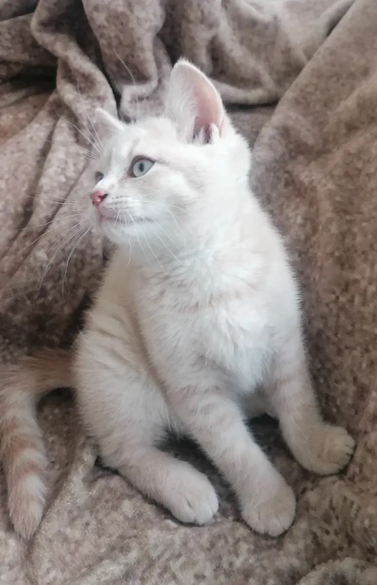 Beautiful British Shorthair Kittens - Image 4